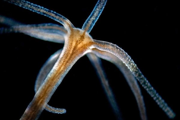 Сайт кракен магазин kraken2 tor2 xyz